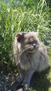 Bo the cat