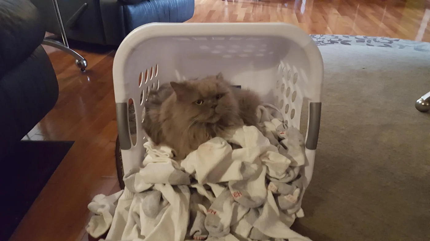 Bo in the laundry basket