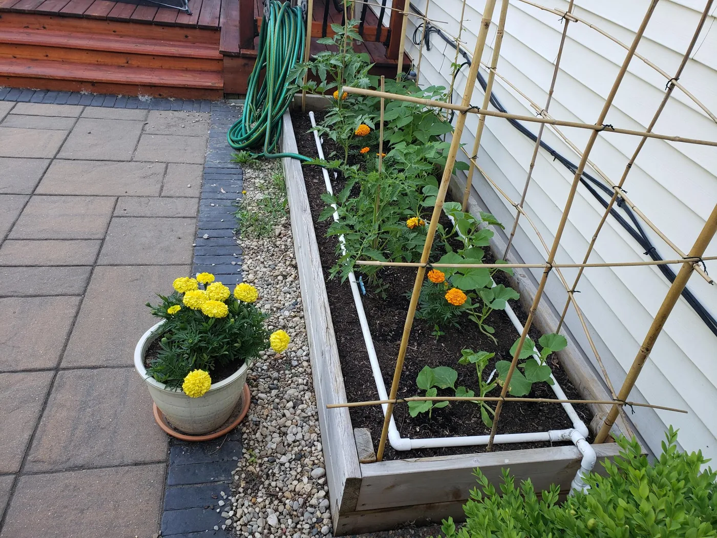 Tracy's organic garden